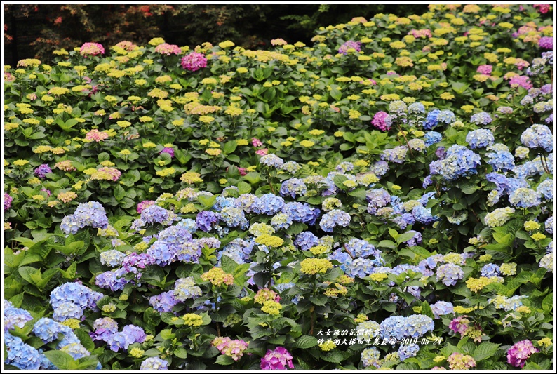 大梯田花卉生態農場-2019-05-12.jpg