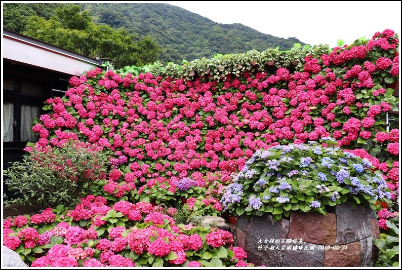 大賞園繡球花園-2019-05-1.jpg