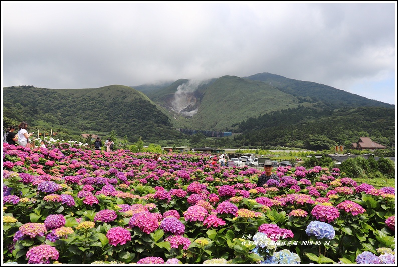 竹子湖繡球花季,陽明山,大梯田花卉生態農場,大賞園繡球花,高家繡球花田第二園區,台北市北投區,台北車站,台北,大梯田花卉態農場,大賞園,繡球花,賞花,花海