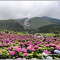 大賞園繡球花園-2019-05-2.jpg