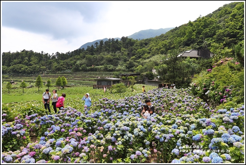 大賞園繡球花園-2019-05-3.jpg