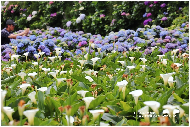 大賞園繡球花園-2019-05-4.jpg