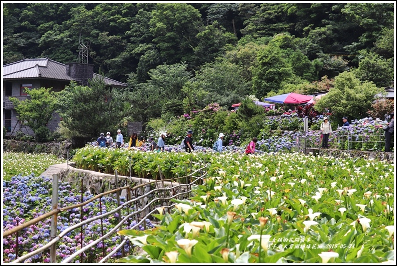 大賞園繡球花園-2019-05-5.jpg