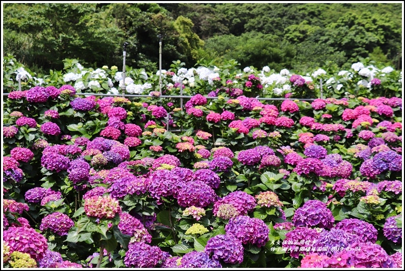 大賞園繡球花園-2019-05-8.jpg