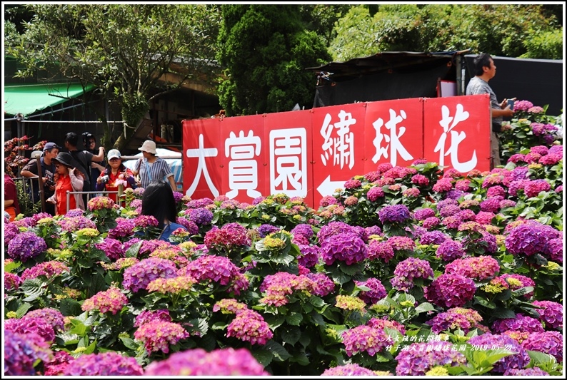 大賞園繡球花園-2019-05-9.jpg