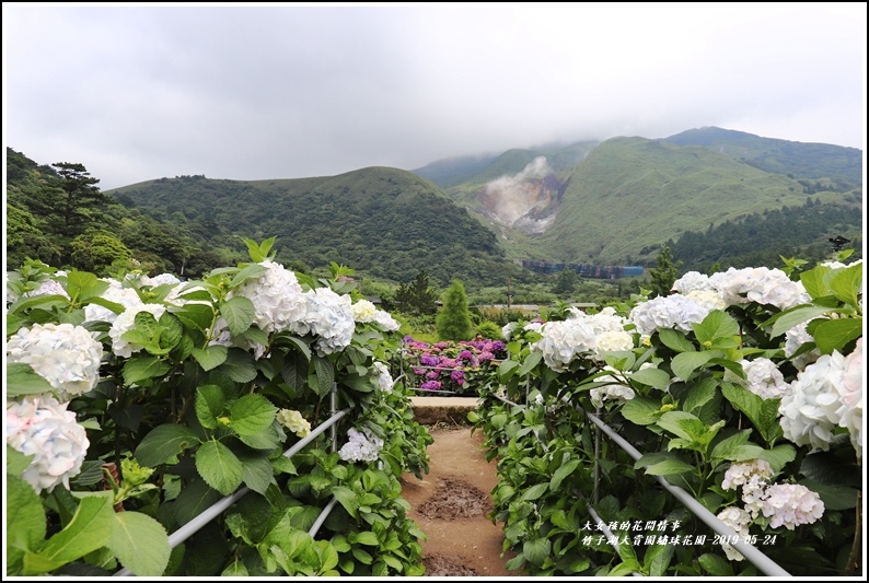 大賞園繡球花園-2019-05-11.jpg