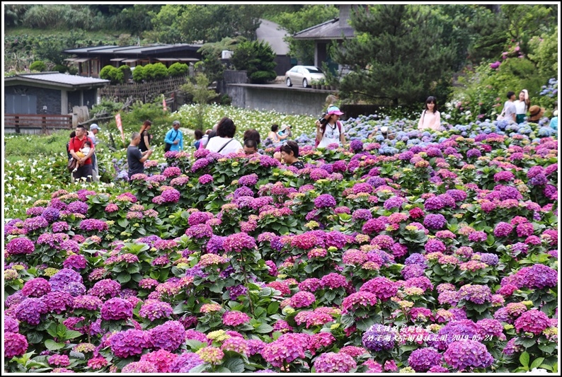 大賞園繡球花園-2019-05-13.jpg