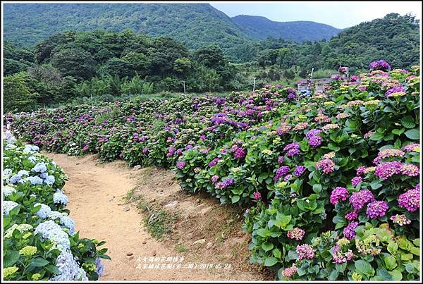 高家繡球花園(第二園)-2019-05-5.jpg