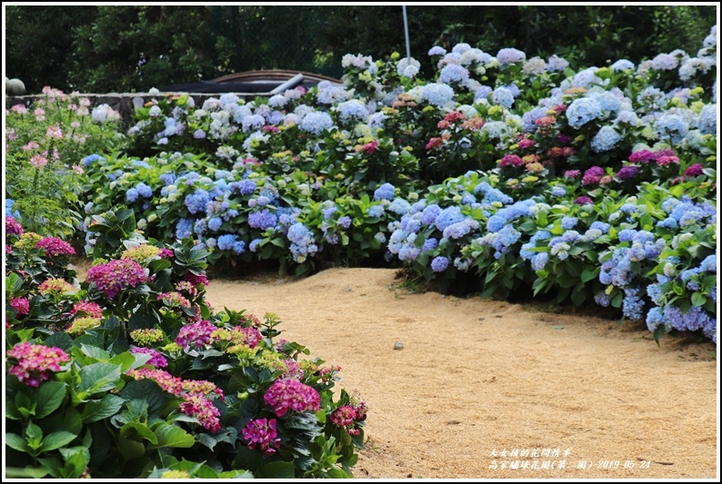 高家繡球花園(第二園)-2019-05-6.jpg
