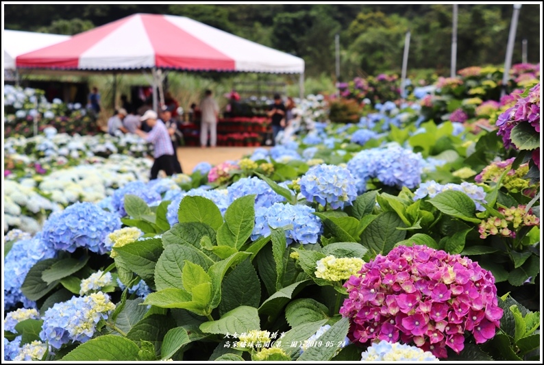 高家繡球花園(第二園)-2019-05-8.jpg