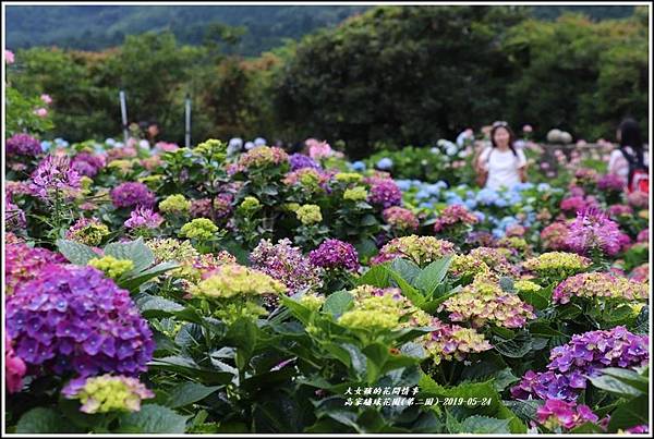 高家繡球花園(第二園)-2019-05-9.jpg