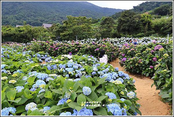 高家繡球花園(第二園)-2019-05-10.jpg