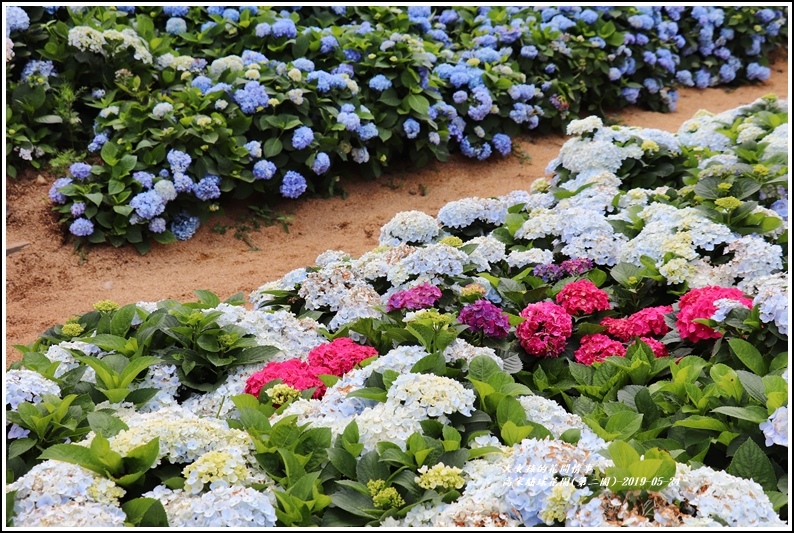 高家繡球花園(第二園)-2019-05-12.jpg