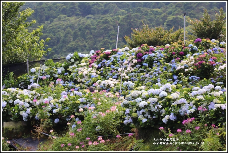 高家繡球花園(第二園)-2019-05-13.jpg