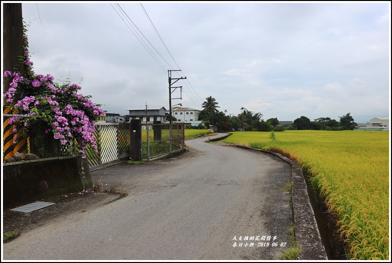 春日稻香情-2019-06-05.jpg