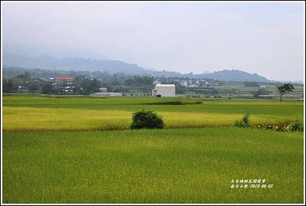 春日稻香情-2019-06-10.jpg