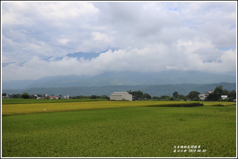 春日稻香情-2019-06-30.jpg