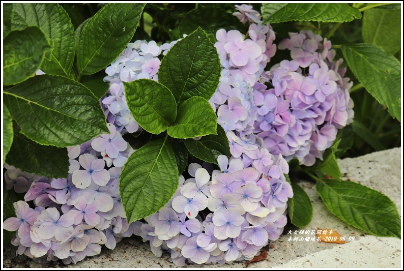 赤柯山繡球花-2019-06-02.jpg