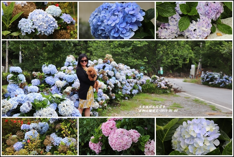 花蓮景點,賞花,赤柯山,繡球花,高寮社區,花季,打卡,台東景點