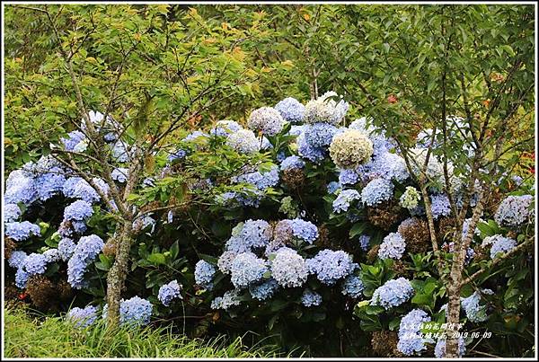 赤柯山繡球花-2019-06-08.jpg