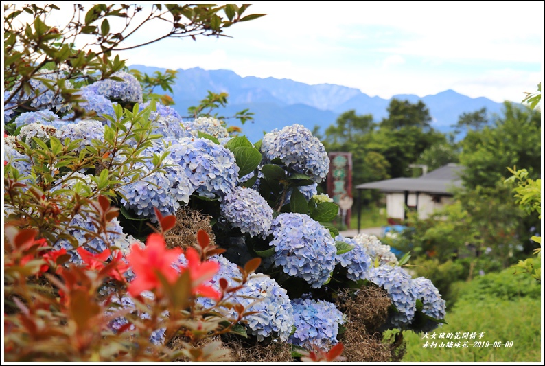 19年赤柯山繡球花 花蓮縣內繡球花何處尋 赤柯大道漫遊就能遇見紫陽花 輕旅行