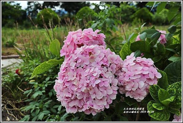 赤柯山繡球花-2019-06-12.jpg