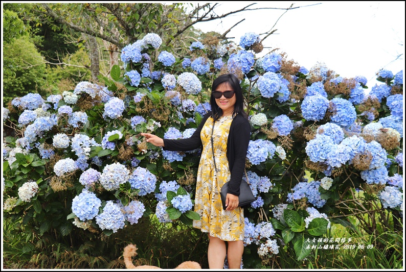 赤柯山繡球花-2019-06-15.jpg