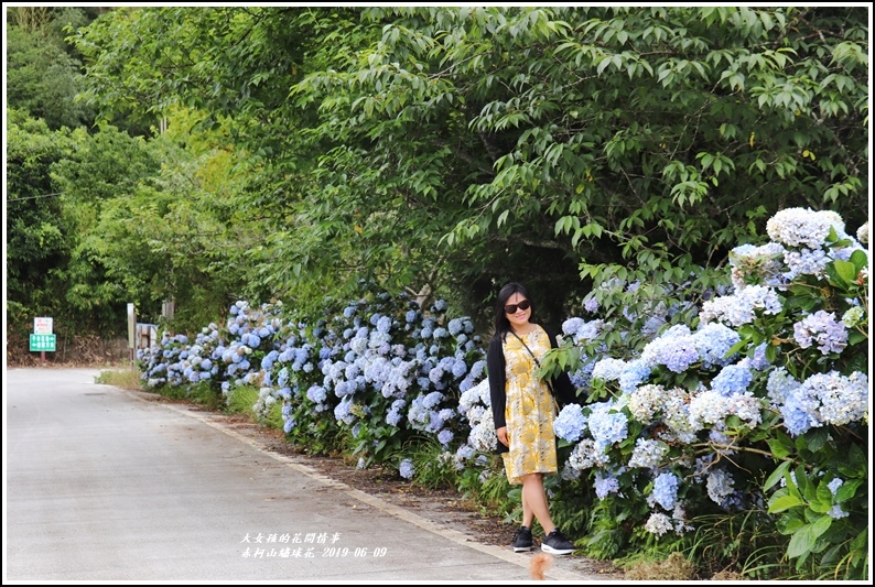 赤柯山繡球花-2019-06-17.jpg