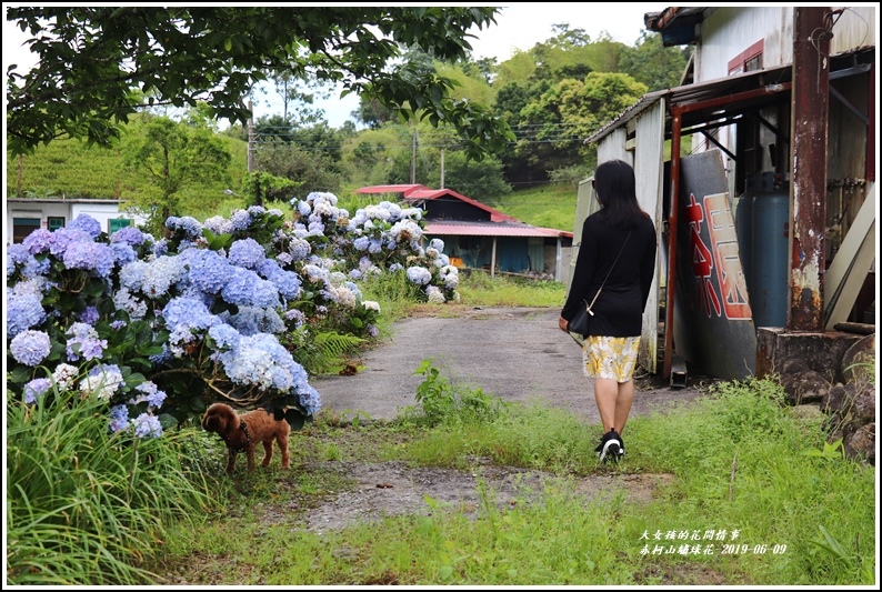 赤柯山繡球花-2019-06-20.jpg