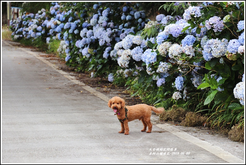 赤柯山繡球花-2019-06-21.jpg