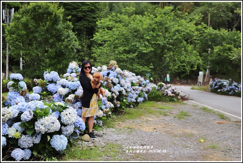 赤柯山繡球花-2019-06-23.jpg