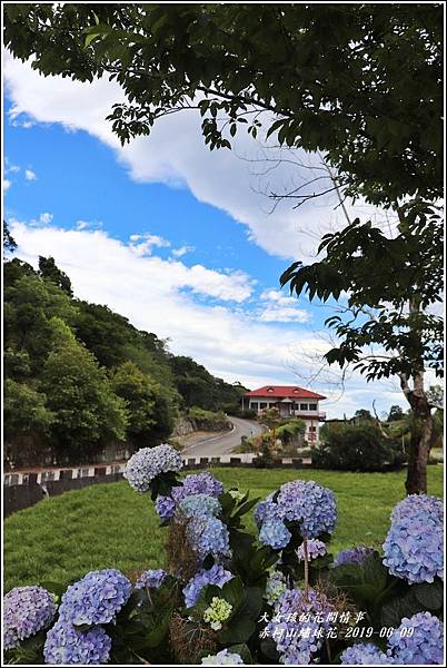 赤柯山繡球花-2019-06-33.jpg