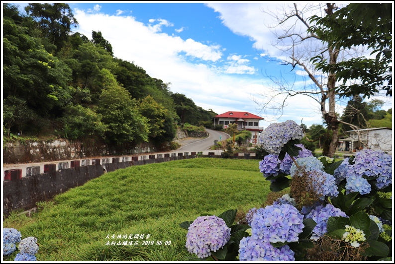 赤柯山繡球花-2019-06-34.jpg