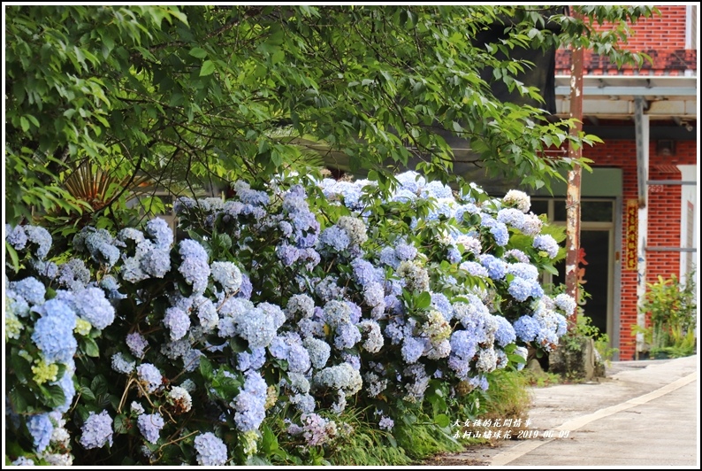 赤柯山繡球花-2019-06-35.jpg