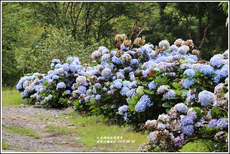 赤柯山繡球花-2019-06-36.jpg