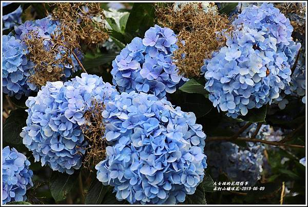 赤柯山繡球花-2019-06-38.jpg