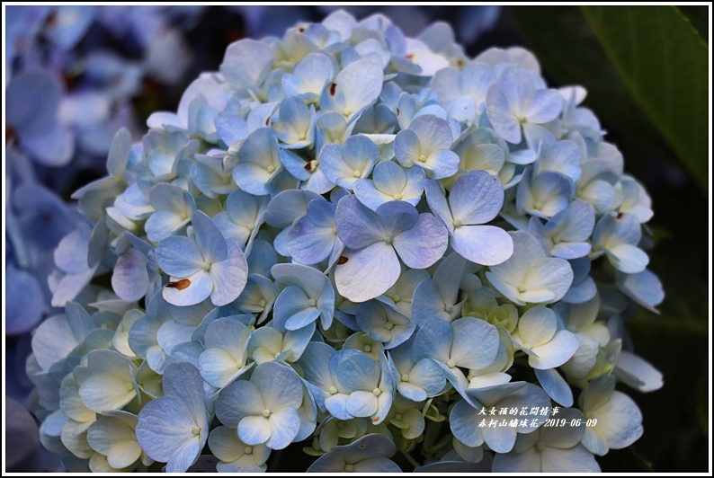 赤柯山繡球花-2019-06-39.jpg