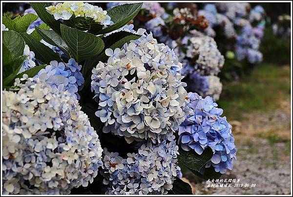 赤柯山繡球花-2019-06-43.jpg