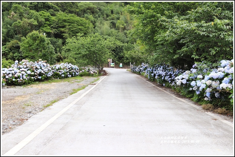 赤柯山繡球花-2019-06-50.jpg