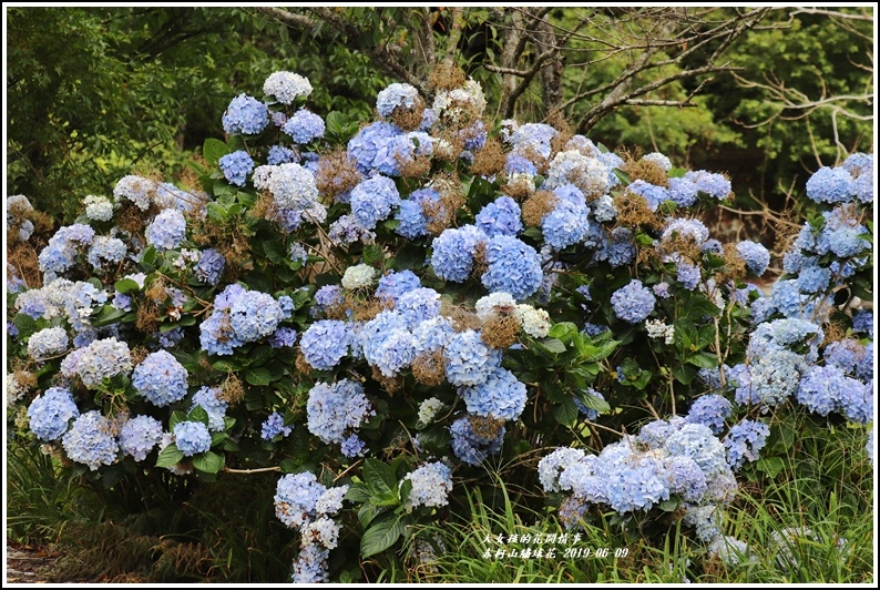 19年赤柯山繡球花 花蓮縣內繡球花何處尋 赤柯大道漫遊就能遇見紫陽花 輕旅行