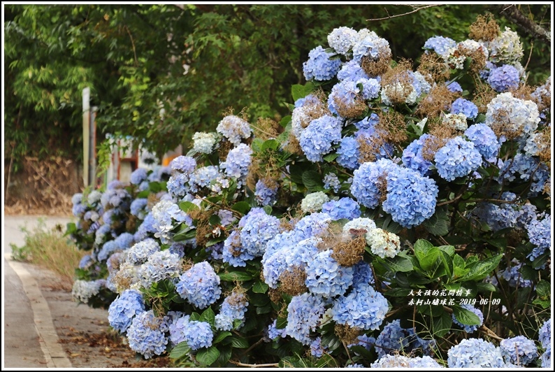 赤柯山繡球花-2019-06-55.jpg