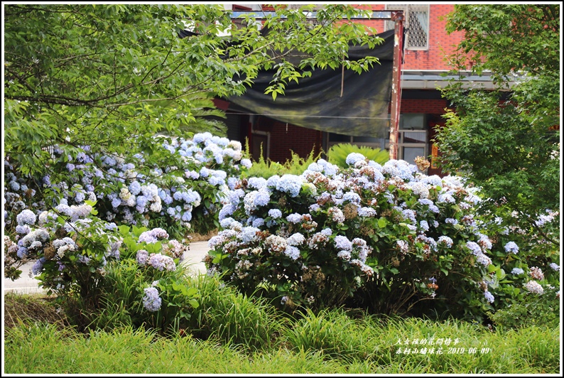 赤柯山繡球花-2019-06-56.jpg