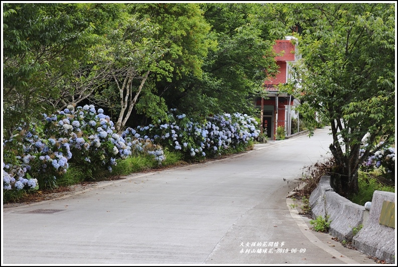 赤柯山繡球花-2019-06-57.jpg