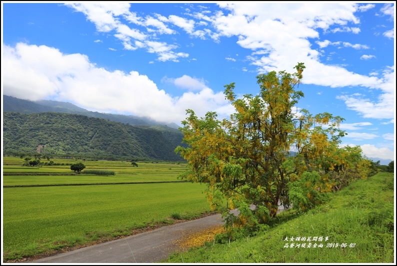 高寮河堤阿勃勒-2019-06-02.jpg