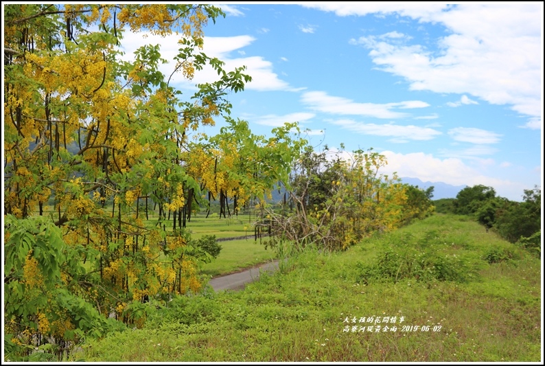 高寮河堤阿勃勒-2019-06-03.jpg