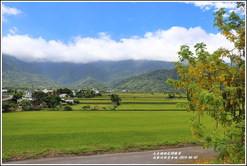 高寮河堤阿勃勒-2019-06-05.jpg