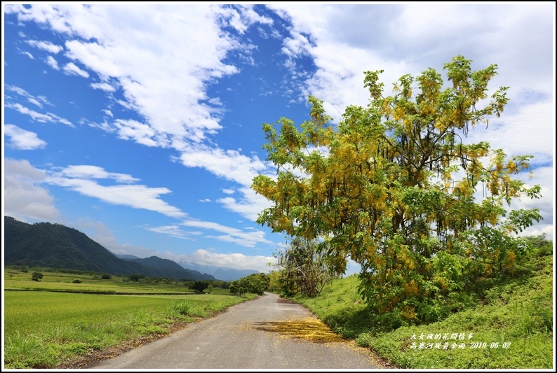 高寮河堤阿勃勒-2019-06-12.jpg