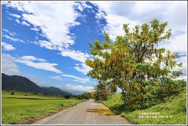 高寮河堤阿勃勒-2019-06-12.jpg