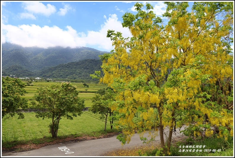 高寮河堤阿勃勒-2019-06-19.jpg