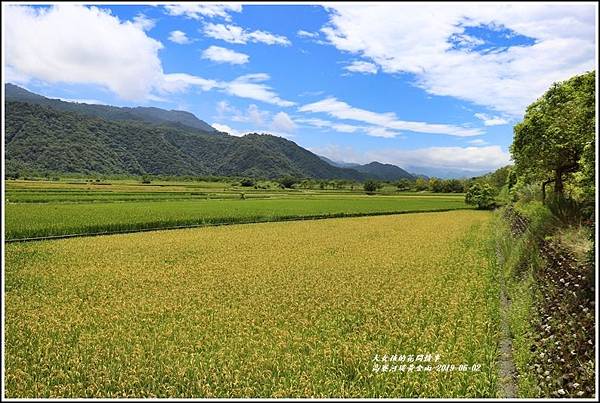 高寮河堤阿勃勒-2019-06-30.jpg